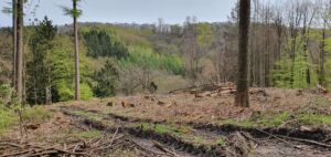 Baumstämme mit Bergen einem weg und Tannen. Landschaftspark Müngsten