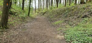 Wald weg mit Bäumen und einer Kurve. Wanderweg