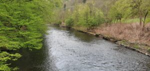 Bach mit grünem Wald Bäumen und Grass. Die Wupper