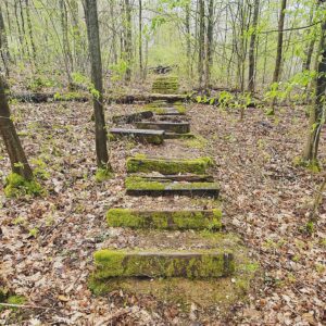Treppe im Wald mit Moos und einem umgestürzten Baum