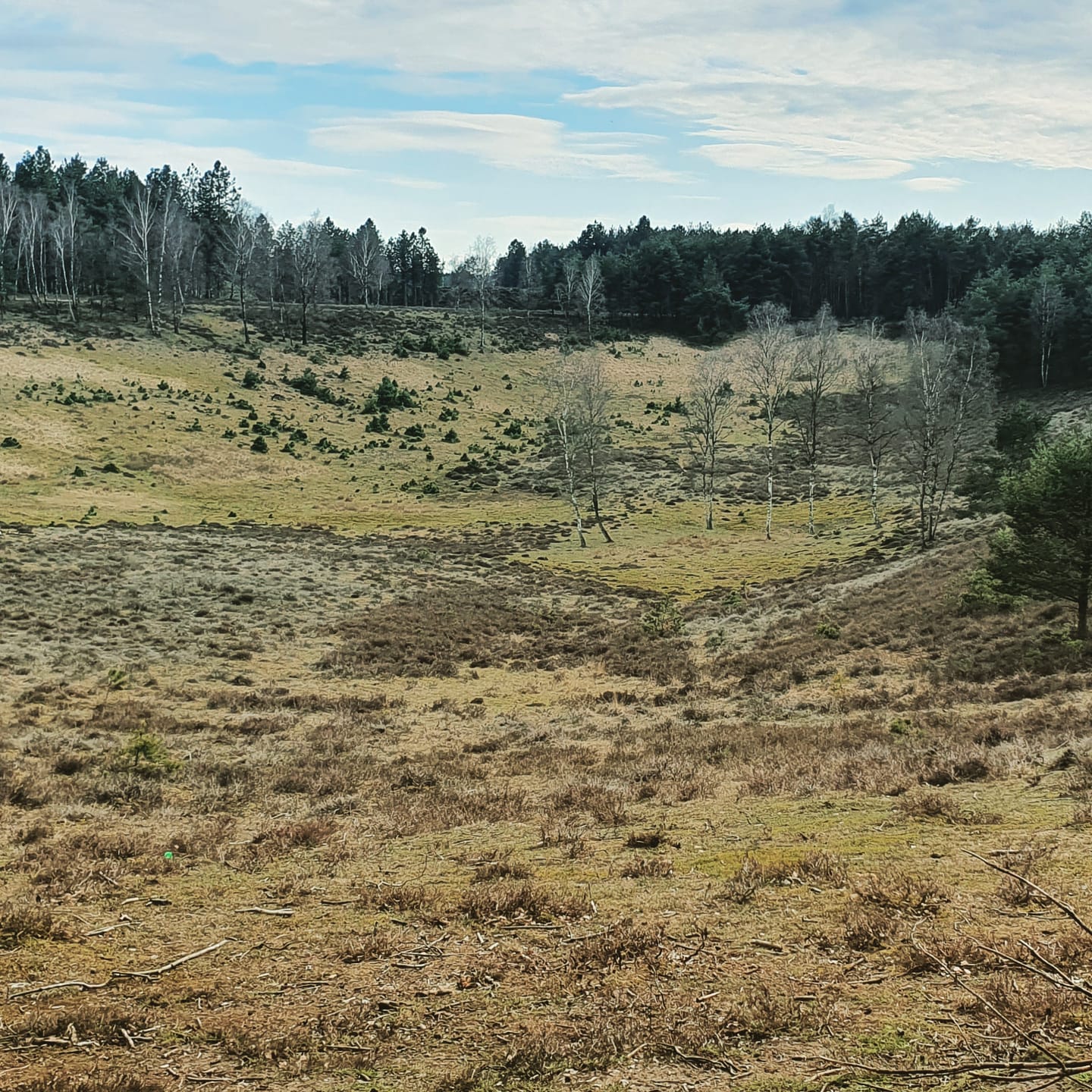 Erholung Brachter Wald