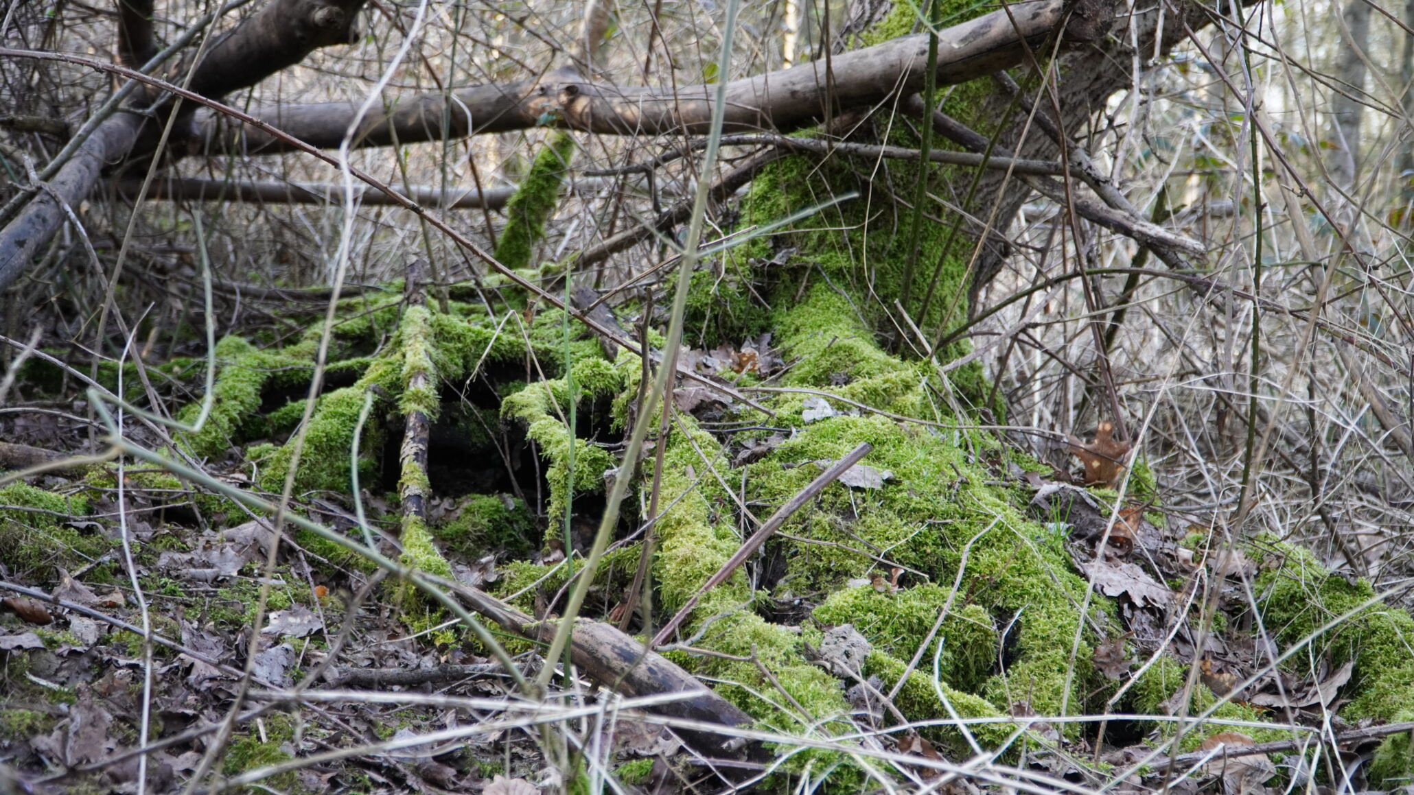 baum im wald von brüggen
