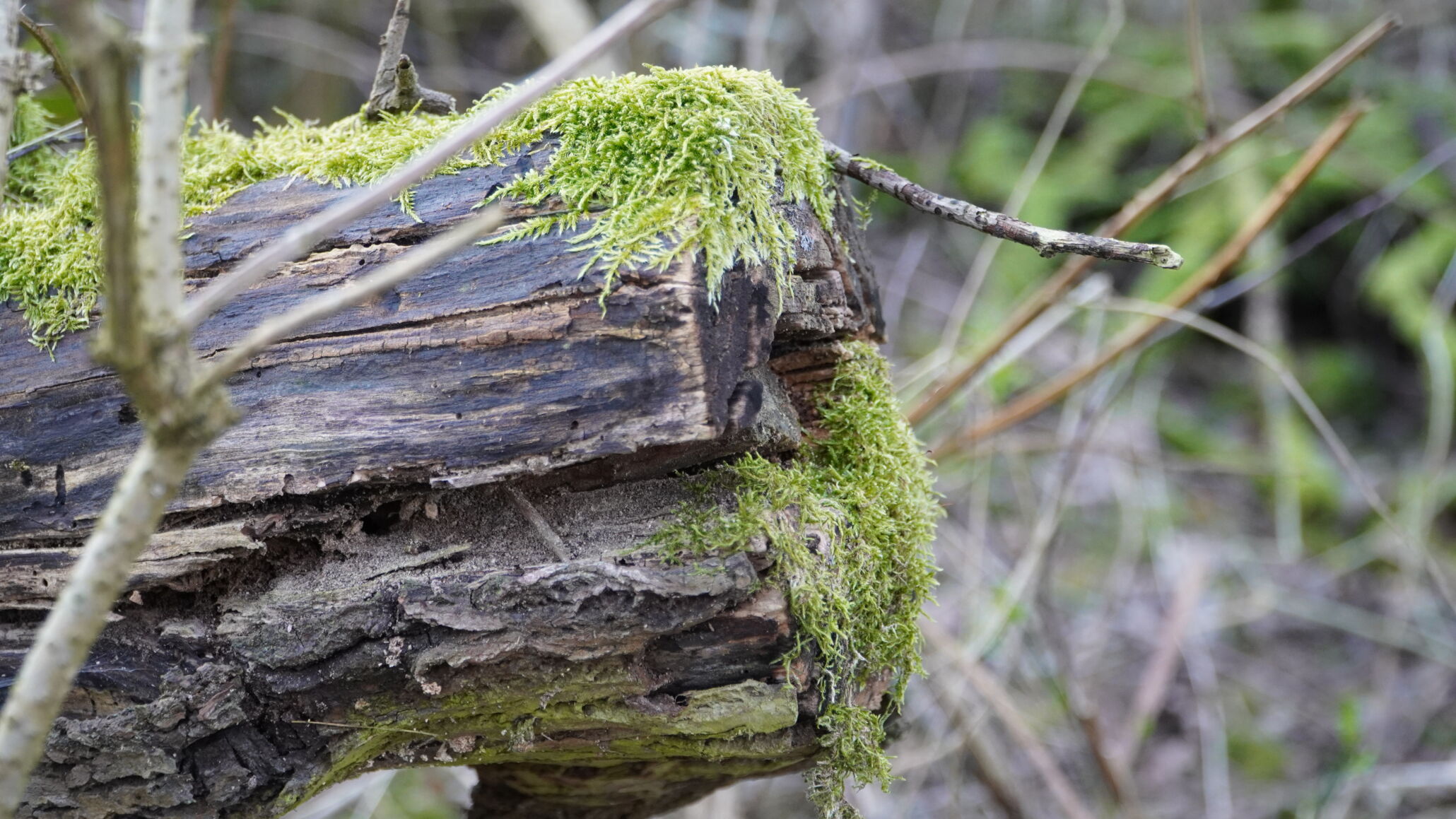 baumstumpf im wald von brüggen