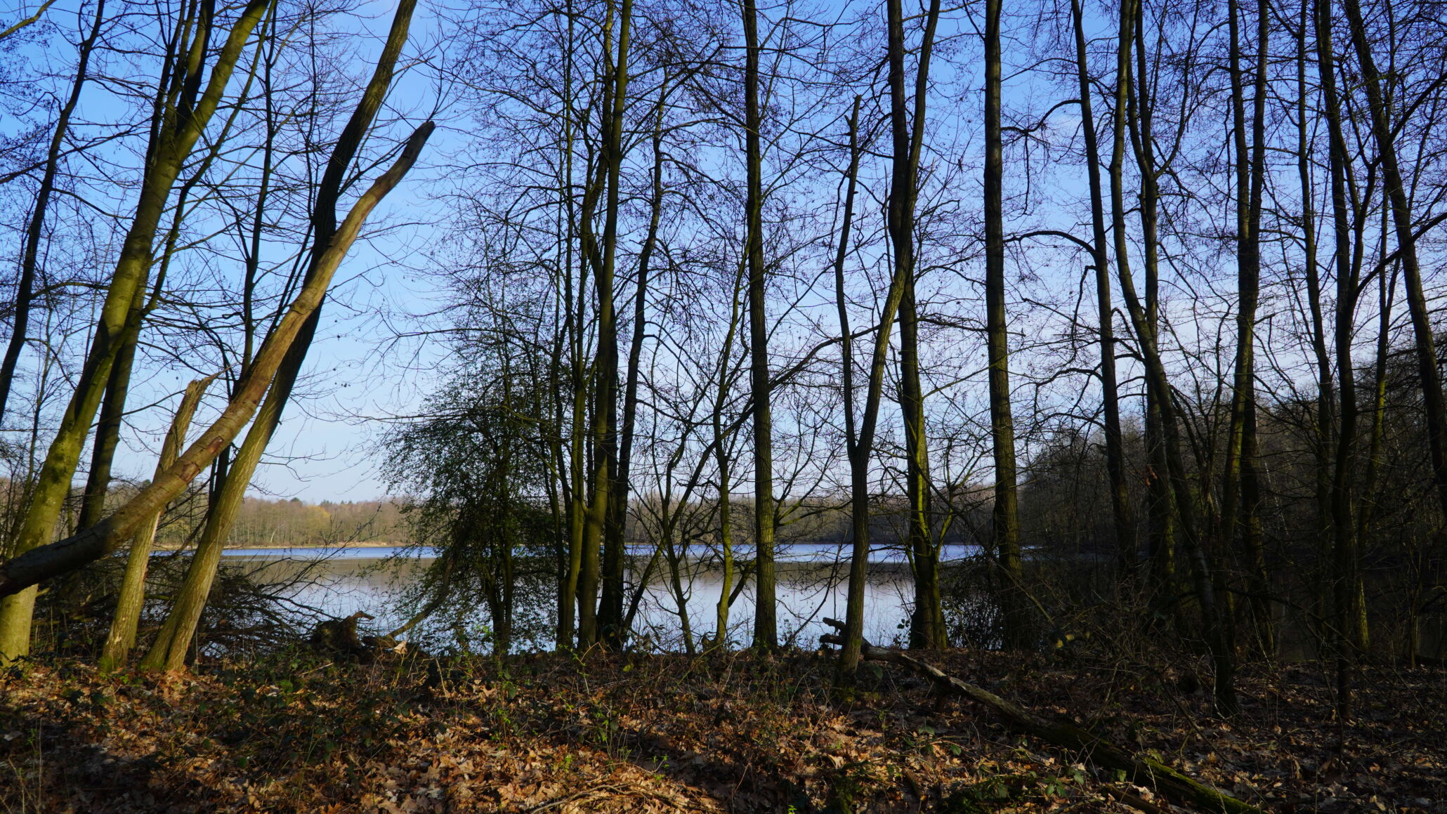 wandern im wald von brüggen