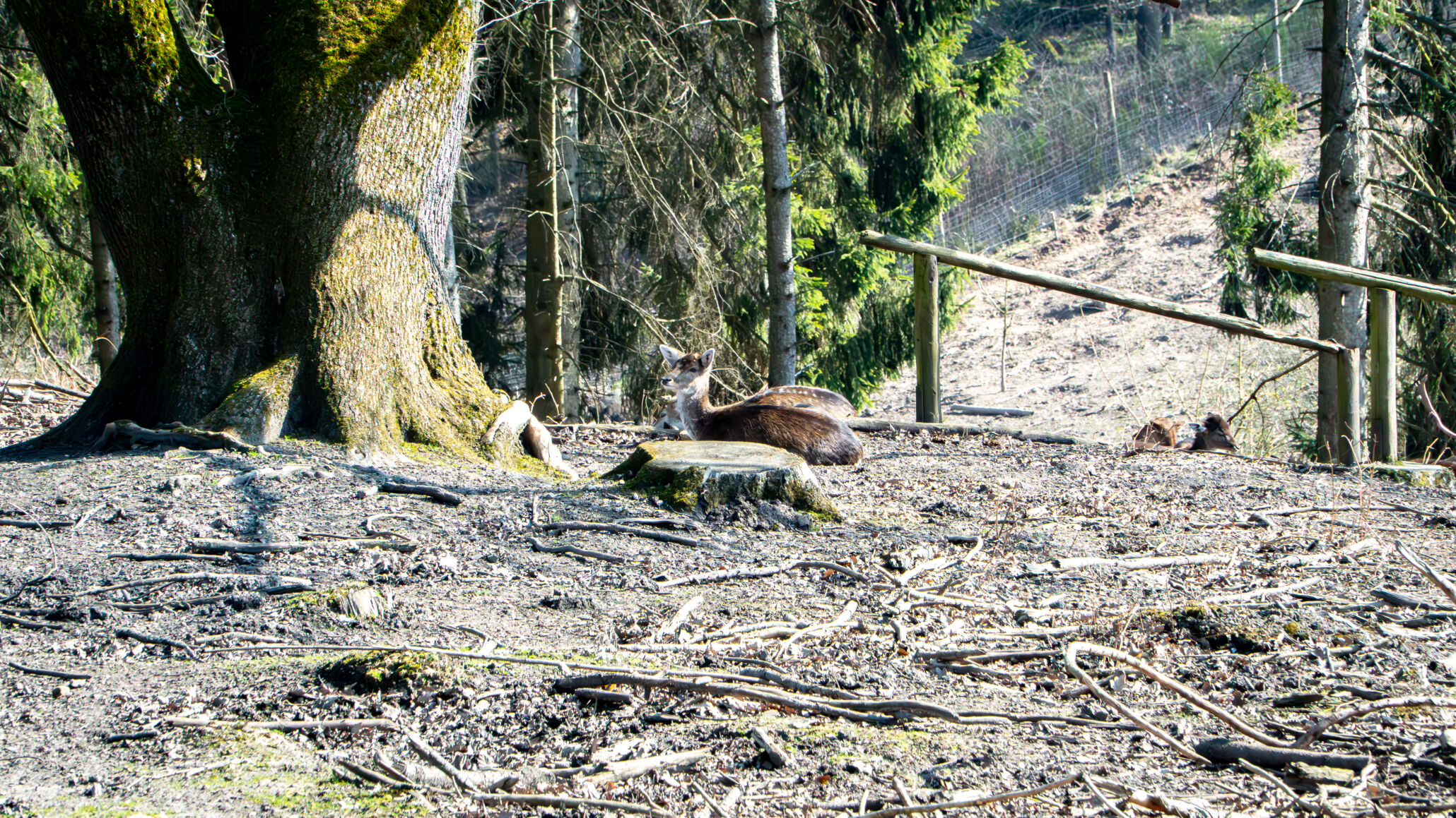 Damwild im Wildgehege Süchtelner Höhen auf einer Lichtung