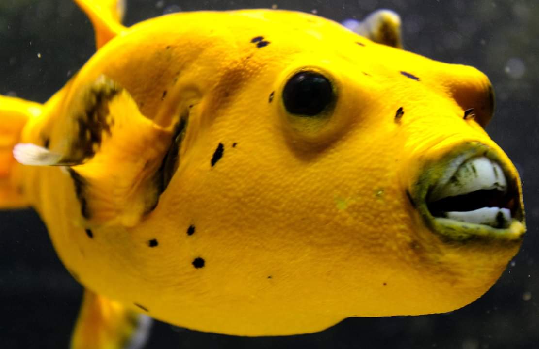Bunte Fische in einem Aquarium im Aquazoo Löbbecke Museum Düsseldorf