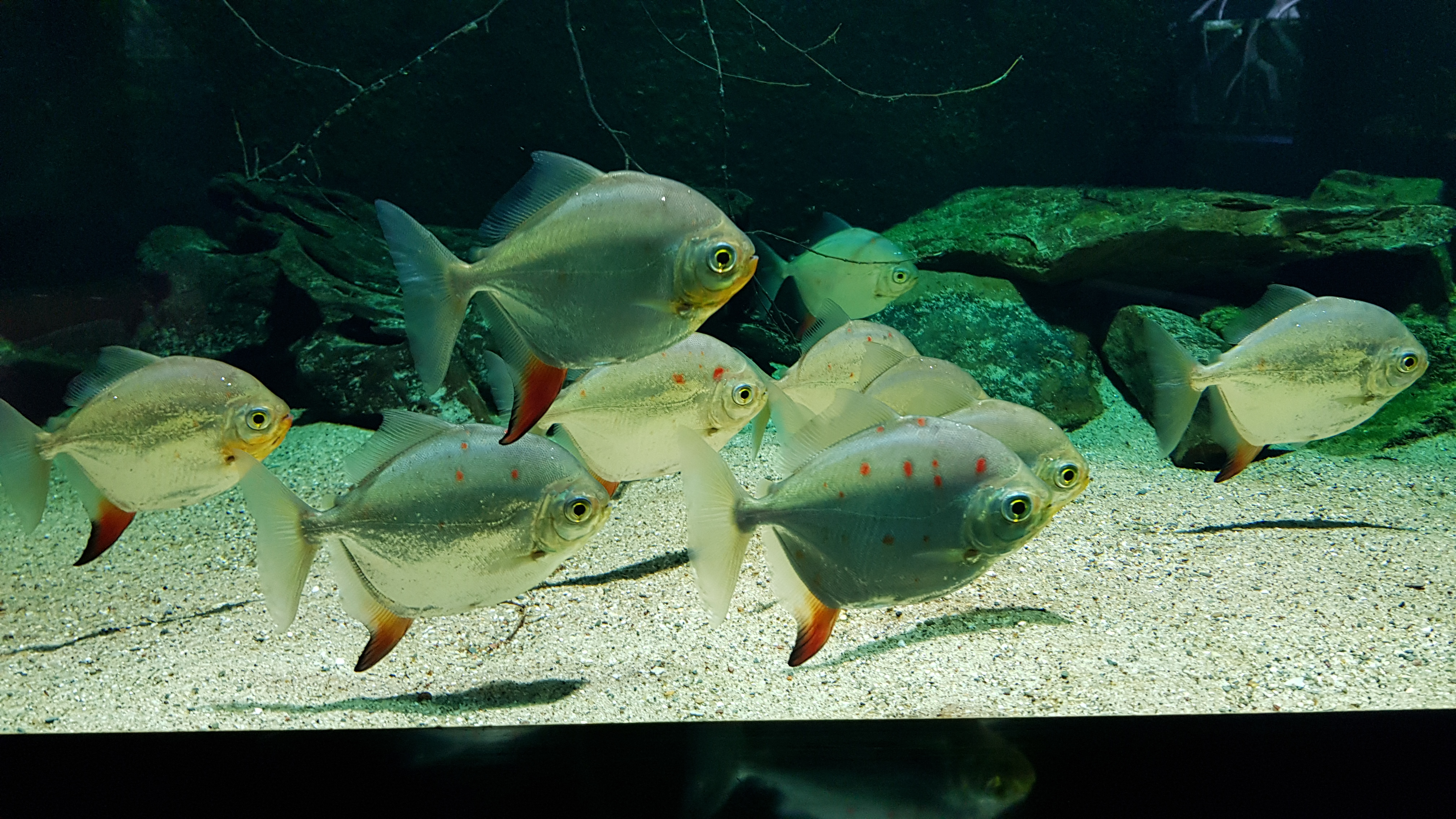 Aquazoo Löbbecke Museum Düsseldorf