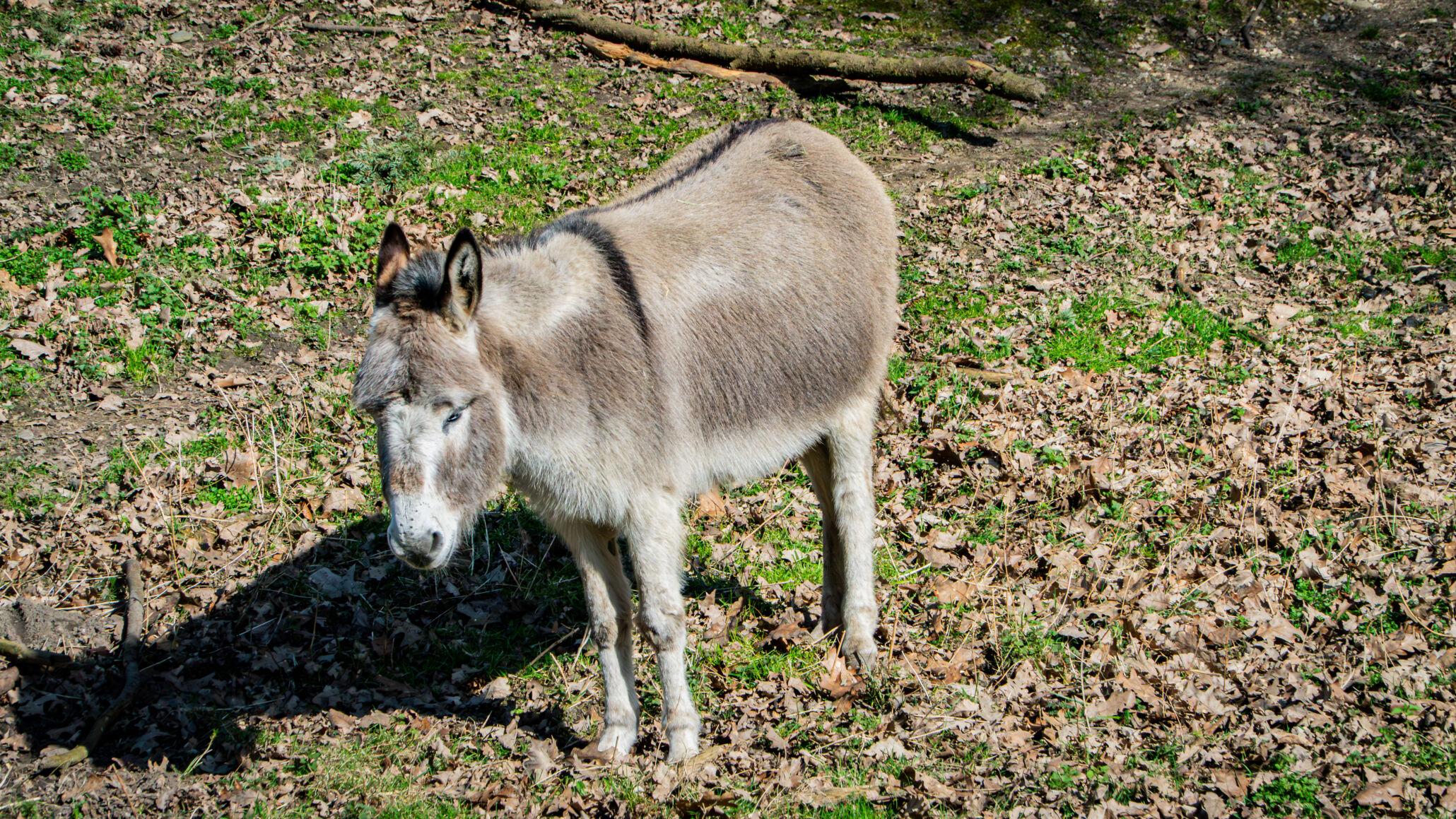 Esel im Wildgehege Süchtelner Höhen auf einer Lichtung