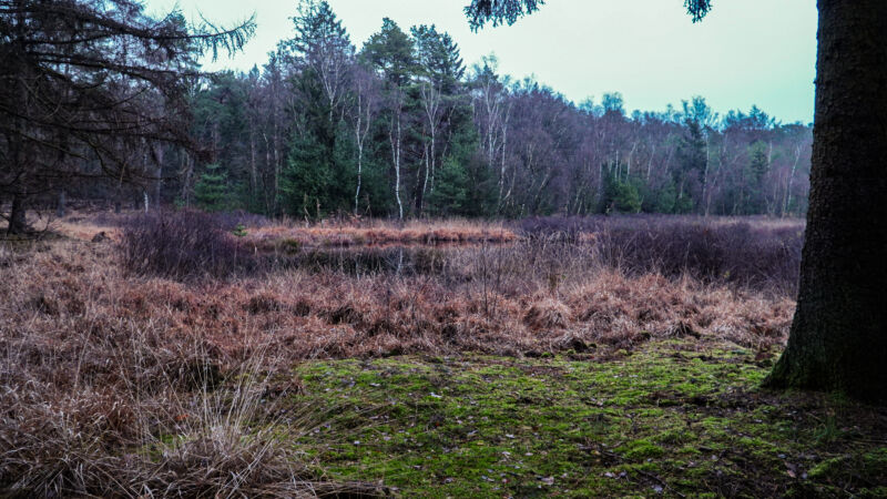 Naturidylle am Elfenmeer mit Heidelandschaft und Wasserfläche