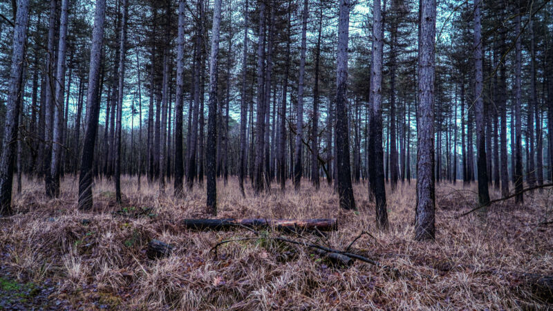Wildtiere im Nationalpark De Meinweg