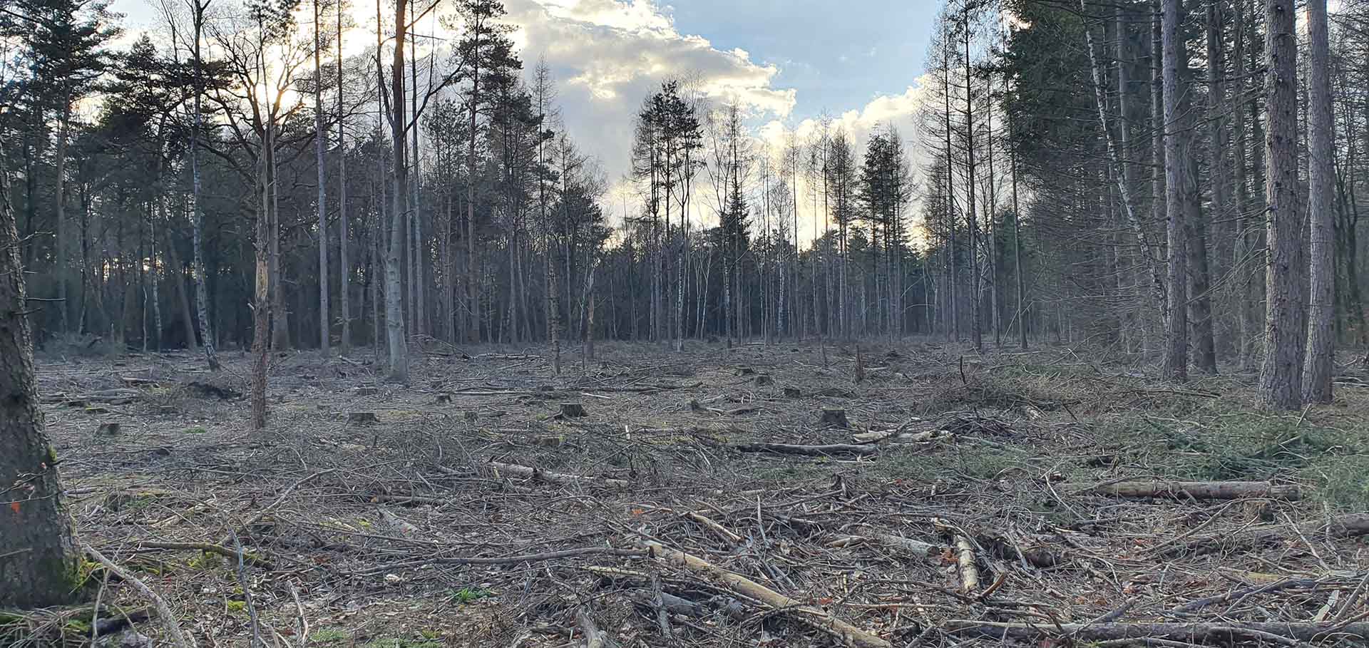 forstung-im-hardter-wald