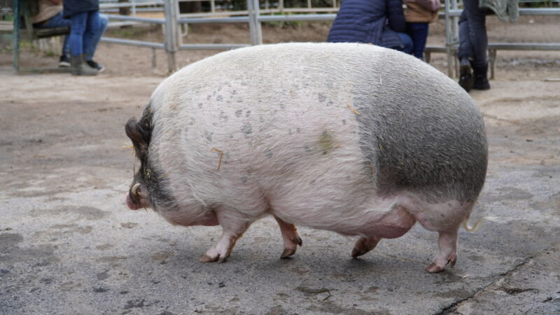 hof-schwein-moenchengladbach