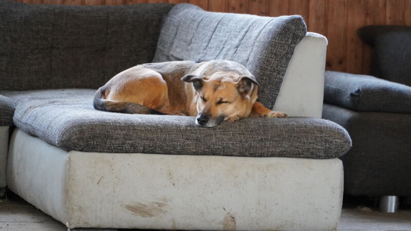 hund-auf-dem-ponyhof