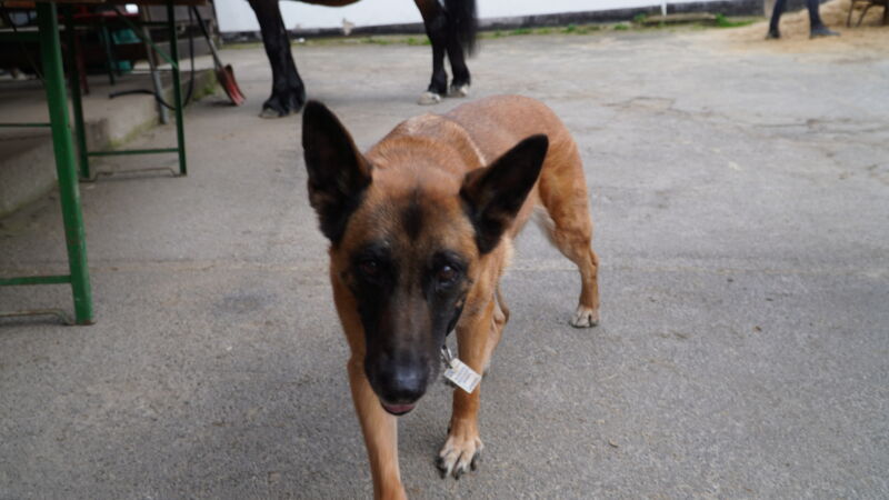 hund-auf-dem-ponyhof-portraet