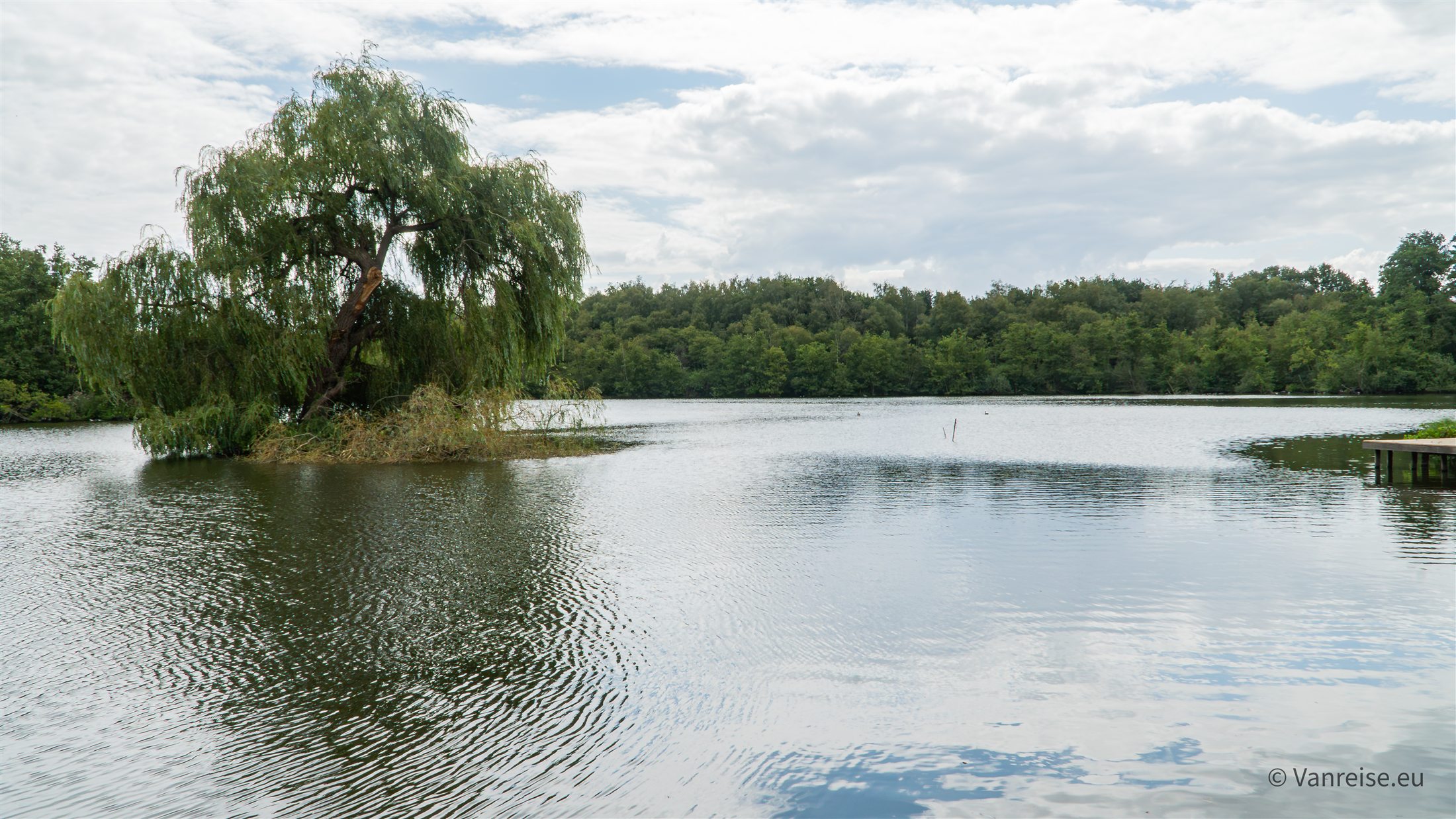 Blick über den Holtmühlenweiher auf eine kleine Insel mit Weide