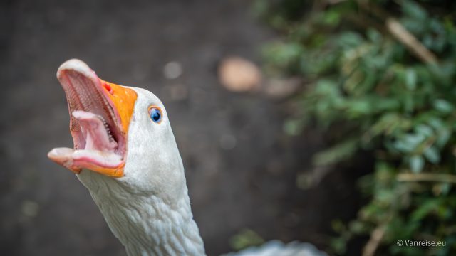 Märchenzoo in Ratingen - enten-spass-in-ratingen-m-rchenzoo-kleine-oder-grosse-gruppe