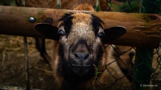 Märchenzoo in Ratingen - ziege-im-m-rchenzoo-in-ratingen