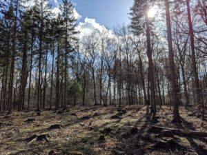 Alter Wald mit Tannen in der Natur. Trekking Tour in der Eifel