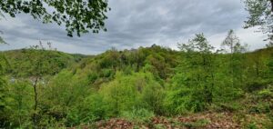 Wald mit Grauen Himmel