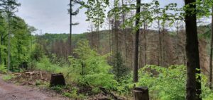 Baumstämme im grünen Wald mit Tannen