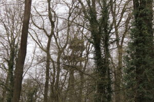 Bäume mit einem Baumbaus im Wald mit bewölkten Himmel