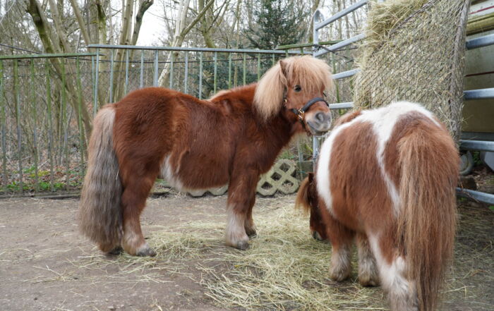 Kleine Ponys im Ponyhof von Hardt