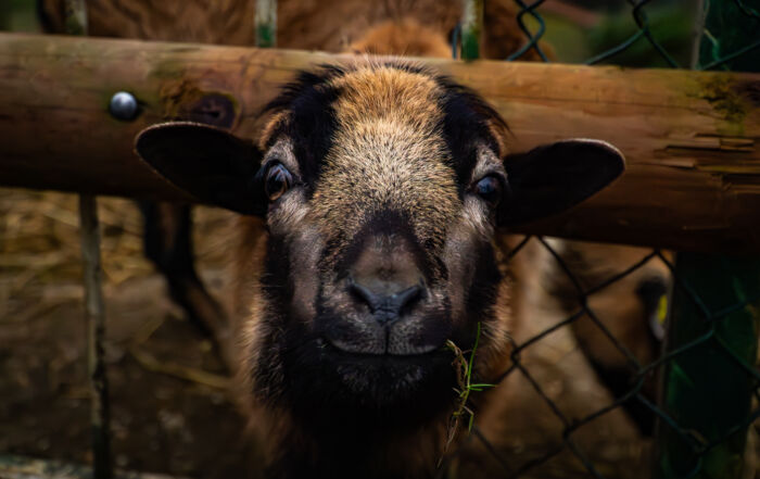 Goat at the Märchenzoo in Ratingen